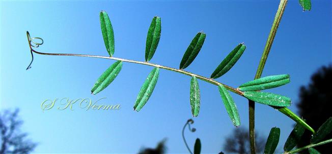  Leaf